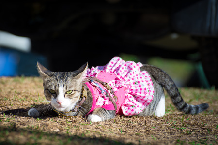 a beautiful  catの写真素材