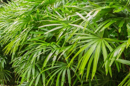 Rhapis excelsa bushの写真素材