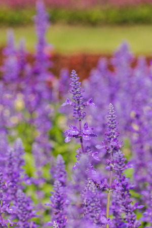 Salvia sclarea Flowers herb blooming in a garden  on softly blurred background in the gardenの写真素材