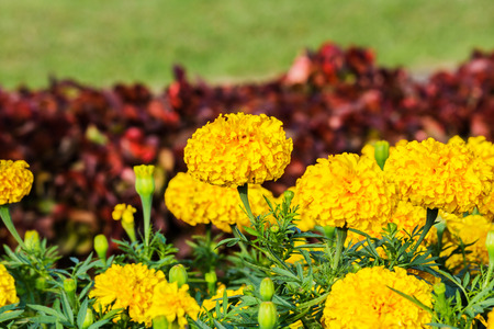Yellow Gold Flower, Marigold in the garden.の写真素材