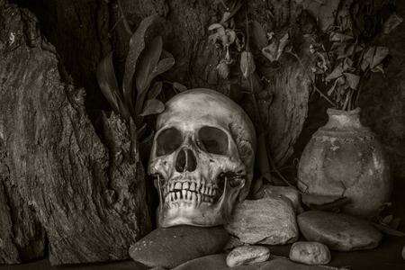 Still life with a human skull with desert plants, cactus, roses and dried flowers in a vase beside the timber.の写真素材
