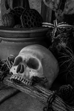 Still life with a human skull with desert plants, cactus, timber and chain.の写真素材