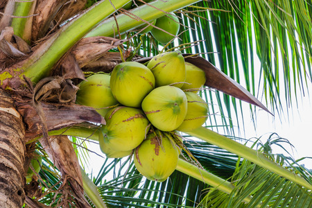 Palm trees with coconut on the beach travel  attractions.の写真素材