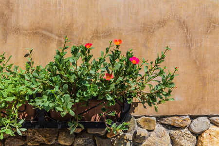 Portulaca flowers (Rosemoss) in the garden.の写真素材