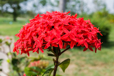 Photos red Ixora flowers in the garden.