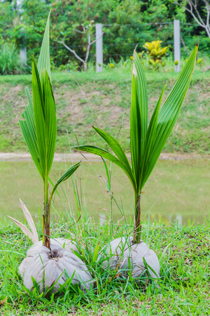 Coconut sprout on the grass in the backyard.の写真素材