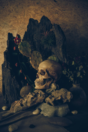 Still life with a human skull with desert plants, cactus, roses and dried flowers in a vase beside the timber.の写真素材