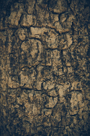 Pattern of trees are used for text input.の写真素材