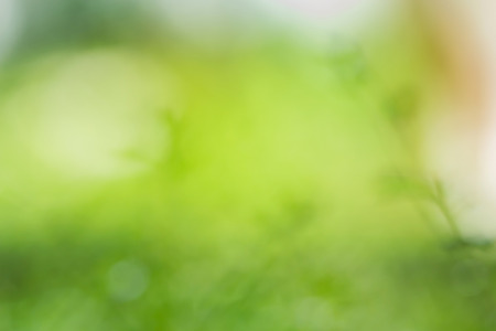 Abstract blurred green background model is used to enter text.の写真素材