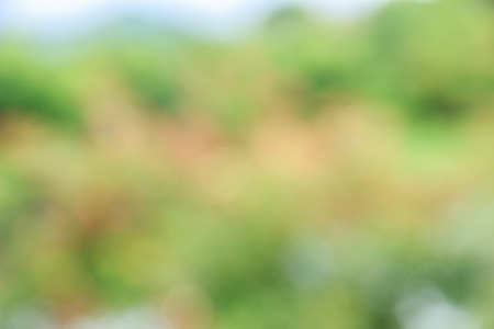 Abstract bokeh and blurred green nature background model is used to enter text.の写真素材