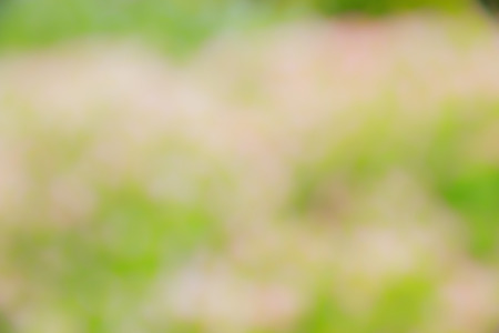 Abstract bokeh and blurred green nature background model is used to enter text.