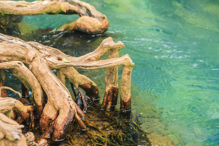 Mangrove Forests  in Krabi in the Thailand