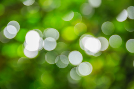 Abstract bokeh and blurred green nature background model is used to enter text.の写真素材