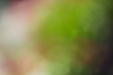 Abstract bokeh and blurred green nature background model is used to enter text.の写真素材