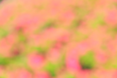 Abstract bokeh and blurred green nature background model is used to enter text.の写真素材