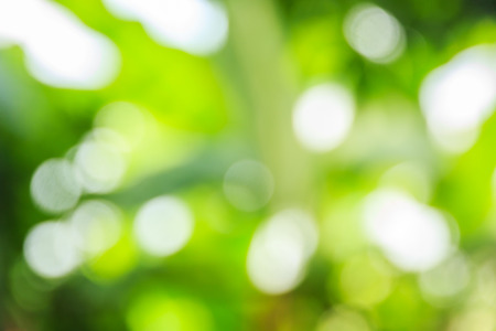 Abstract bokeh and blurred green nature background model is used to enter text.の写真素材