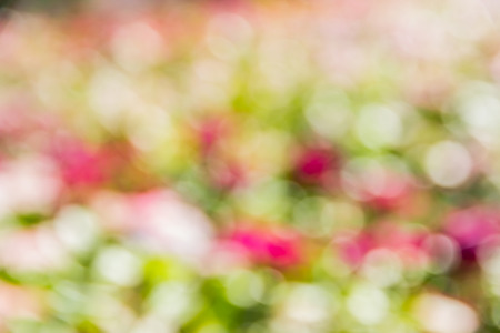 Abstract bokeh and blurred colorful nature background model is used to enter text.の写真素材