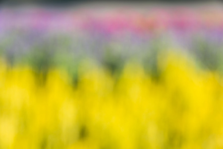 Abstract bokeh and blurred colorful nature background の写真素材