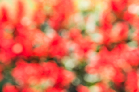 Abstract bokeh and blurred colorful nature background の写真素材