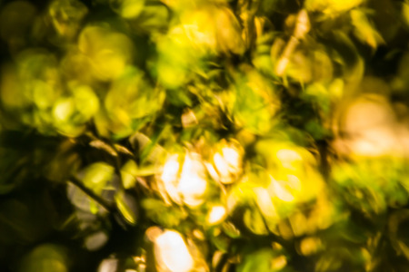 Abstract bokeh and blurred colorful nature background の写真素材