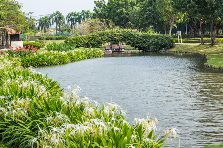 Park with trees and lawns, swimming pool, lotus leaves and flowers were beautiful.の写真素材