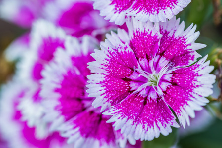 Dianthus Chinensis Flowers in the garden.の写真素材