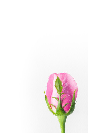 pink roses on a white background with space for your textの写真素材