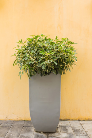 box in terracotta pot on side the cream colored wallの写真素材