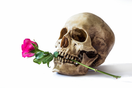 Still life with human skull with red rose in the old vase  on white backgroundの写真素材