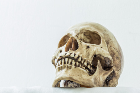 Human skull on a white background for anatomical study.