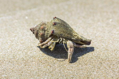 hermit crab on the beach in Hua Hin,Thailandの写真素材