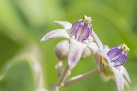 Beautiful Flower, Group of Fresh Calotropis Gigantea Flower or Crown Flower on tree Green Leavesの写真素材