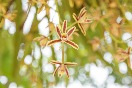 wild orchids on summer in the thailandの写真素材