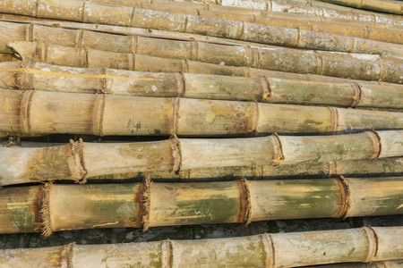 Bamboo yellow background includes several early.