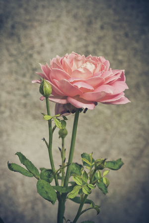 Pink roses background, shallow depth of field. Retro vintage  filter for background and text.の写真素材