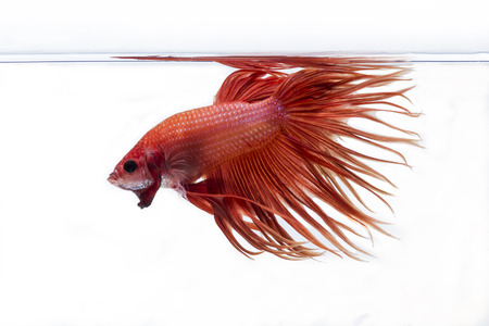 Fighting fish (Betta splendens) Fish with a beautiful array of colorful beauty.