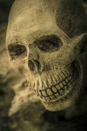 Still Life with human skull on the roots abstract conceptの写真素材