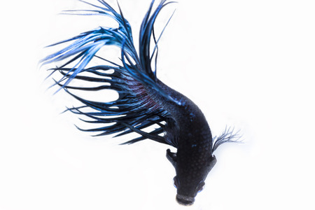 Fighting fish (Betta splendens) Fish with a beautiful array of colorful beauty.の写真素材