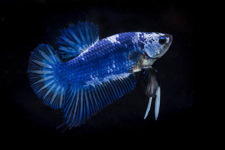 Fighting fish (Betta splendens) Fish with a beautiful array of colorful beauty.