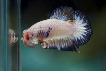 Fighting fish (Betta splendens) Fish with a beautiful array of colorful beauty.の写真素材