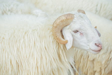 White sheep with thick fur farm pastures.の写真素材