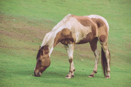 Brown and white horse standing grazing on grass in the rsa horses.の写真素材