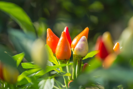 Spicy chili colorful planting in the garden.use a food ingredientの写真素材