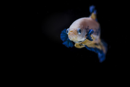 Fighting fish (Betta splendens) Fish with a beautiful array of colorful beauty.