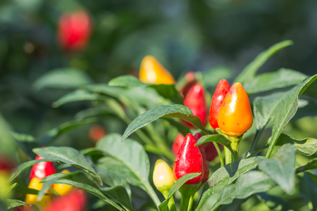 Spicy chili colorful planting in the garden.use a food ingredientの写真素材