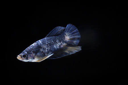 Fighting fish (Betta splendens) Fish with a beautiful array of colorful beauty.の写真素材