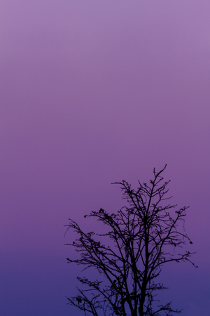 Background sunset with silhouettes of trees used as illustrations and paste text.の写真素材