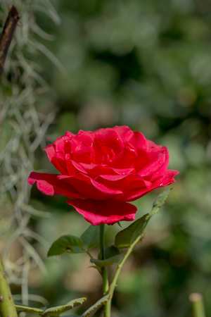 Detail of red roses in the garden for background and text.の写真素材