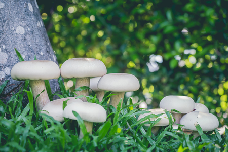 White mushrooms vegetables and herbs to cook with natural ingredients is a fungus in the fall.の写真素材