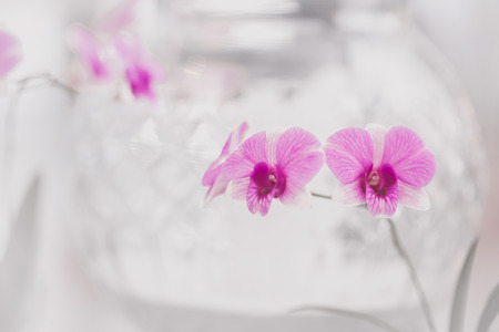 Orchid purple and white in decorating and design.の写真素材